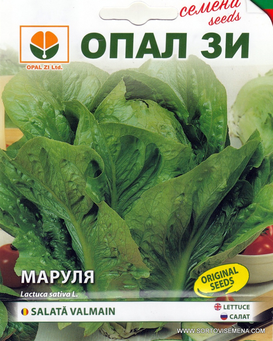 Сортови семена за Маруля Валмаин (Valmaine) – Изумрудената кралица на салатите