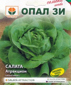 Сортови семена за Салата Атракцион – Маслена нежност във вашата градина