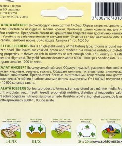 Сортови семена за Салата Айсберг Айс Куйн – Кралицата на хрупкавите салати