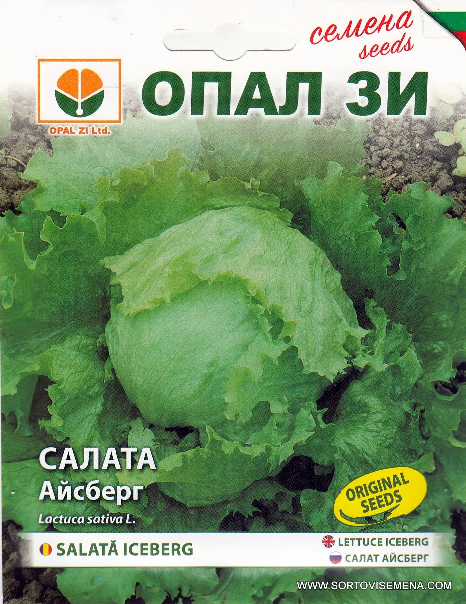 Сортови семена за Салата Айсберг Айс Куйн – Кралицата на хрупкавите салати