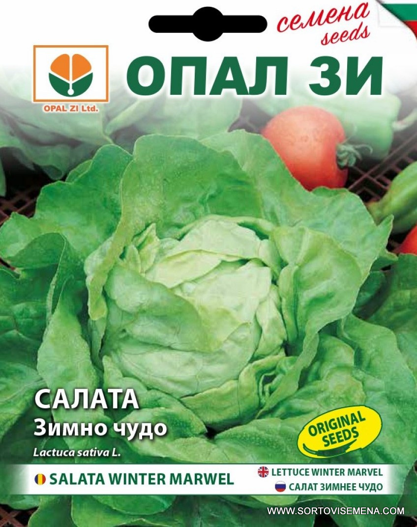 Сортови семена за Салата Зимно чудо – Свежест дори в най-студените дни