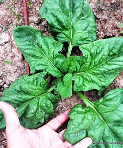 Сортови семена за Спанак Едър зимен – Студоустойчивият шампион на градината