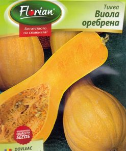 Сортови семена за Тиква Виола оребрена – Гурме класика