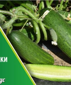 Сортови семена за Краставици Крокодилки – Сочна хрупкавост и обилен добив