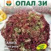 Сортови семена за Салата Лоло роса – Къдравата перла на Италия