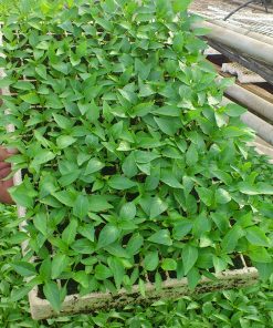 Тор Кристалон жълт 13-40-13 + micro – Мощен старт и здрави корени