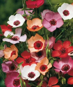 Сортови семена за Лен декоративен микс – Елегантност и нежни цветове