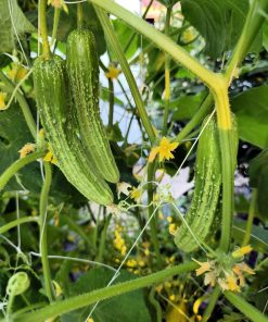 Краставици Крокодилки – Сочна хрупкавост и обилен добив