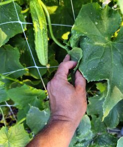 Краставици Крокодилки – Сочна хрупкавост и обилен добив