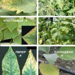 Недостиг на калий