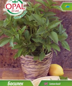 Сортови семена за Босилек лимон – Цитрусова свежест в градината