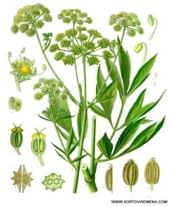 Сортови семена Девесил – Ароматът на традицията