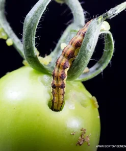 Хомево Памукова нощенка – Натурална защита