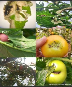 Хомево Доматен миниращ молец (Tuta absoluta)– Натурална защита