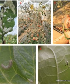 Хомево Доматен миниращ молец (Tuta absoluta)– Натурална защита