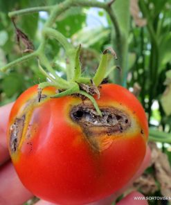 Хомево Доматен миниращ молец (Tuta absoluta)– Натурална защита