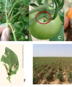 Хомево Доматен миниращ молец (Tuta absoluta)– Натурална защита