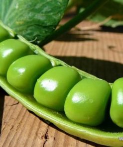 Сортови семена за Грах Авола – Ранен и сладък сорт