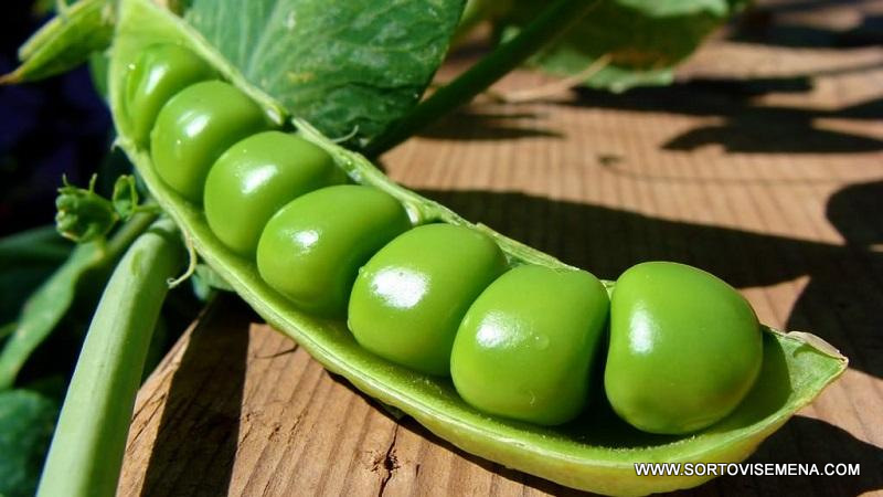 Сортови семена за Грах Авола – Ранен и сладък сорт