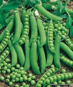 Сортови семена за Грах Преладо – Еталон за ранно производство