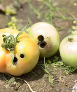 Хомево Памукова нощенка – Натурална защита