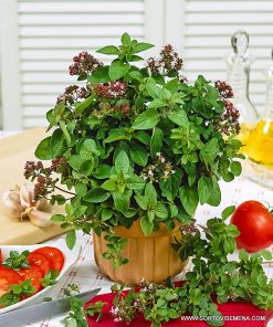 Сортови семена за Риган (Origanum vulgare) – Златната подправка на Средиземноморието