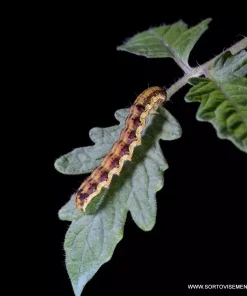 Хомево Памукова нощенка – Натурална защита