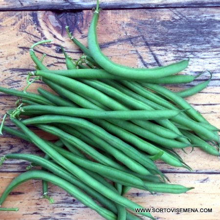 Фасул Сакса – Ултра ранна реколта без конци