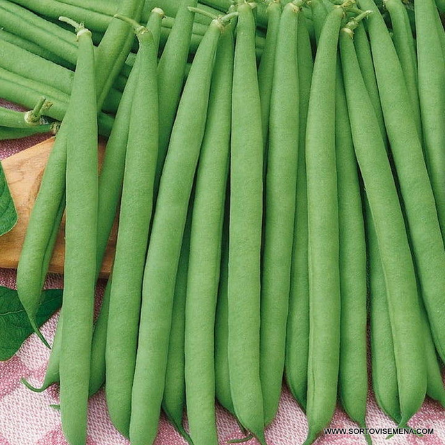 Фасул Сакса – Ултра ранна реколта без конци