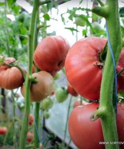 Сортови семена за Домати Йоана(Yoana)- Автентичен вкус и аромат