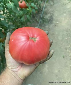 Сортови семена за Домати Йоана(Yoana)- Автентичен вкус и аромат