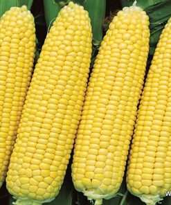 Сортови семена за Захарна царевица Голдън Батам – Класически сорт