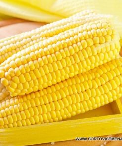 Сортови семена за Захарна царевица Голдън Батам – Класически сорт