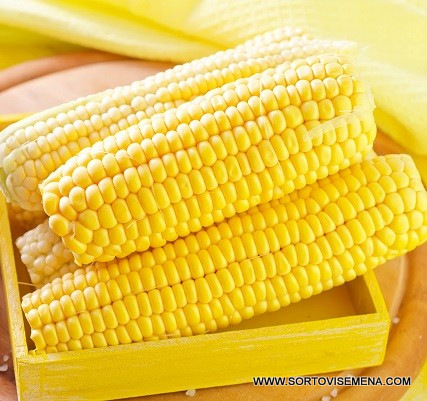 Сортови семена за Захарна царевица Голдън Батам – Класически сорт