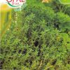 Сортови семена за Мащерка (Бабина душица) – Ароматът на природата (Thymus vulgaris)
