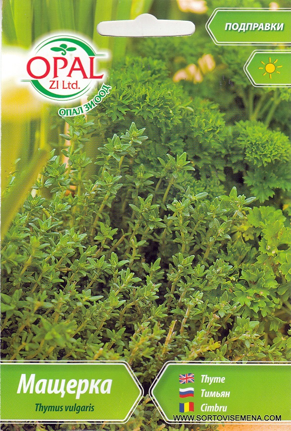 Сортови семена за Мащерка (Бабина душица) – Ароматът на природата (Thymus vulgaris)