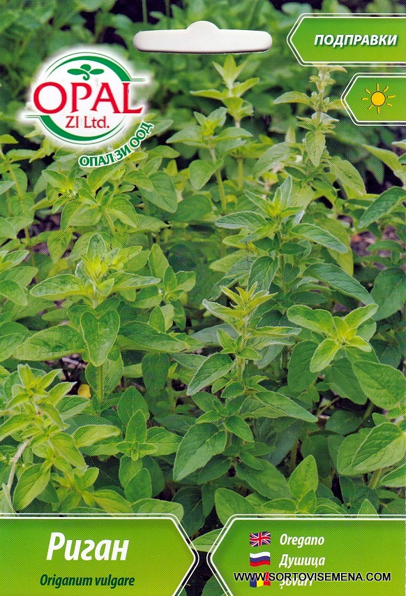 Сортови семена за Риган (Origanum vulgare) – Златната подправка на Средиземноморието