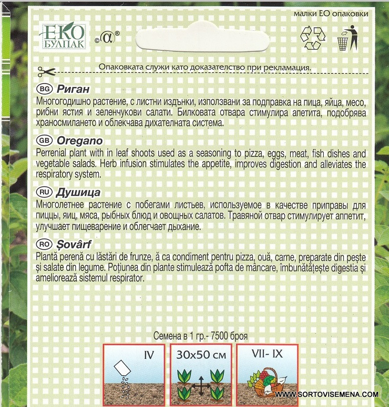 Сортови семена за Риган (Origanum vulgare) – Златната подправка на Средиземноморието