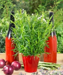 Сортови семена за Естрагон -Artemisia dracunculus