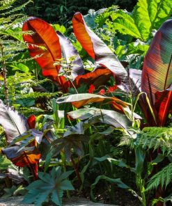 Екзотични видове растения