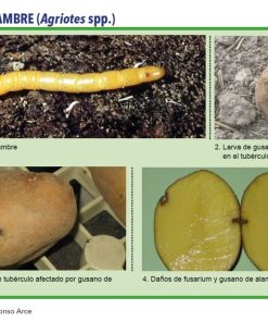 Хомево срещу телени червеи – Натурална защита