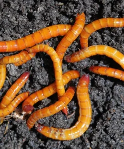 Хомево срещу телени червеи – Натурална защита