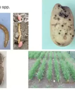 Хомево срещу телени червеи – Натурална защита