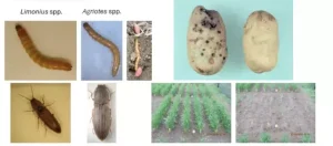 Хомево срещу телени червеи – Натурална защита