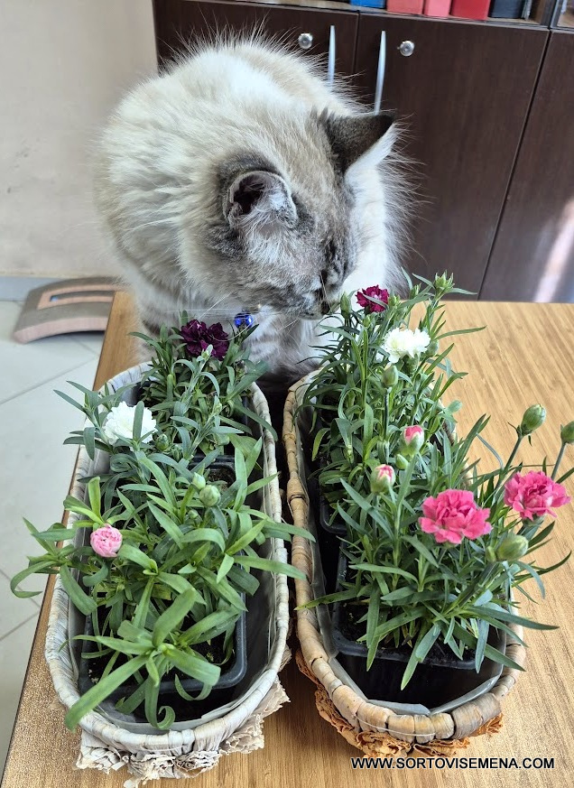 Комплект от 6 сорта ароматни многогодишни карамфила (Dianthus) в контейнери от sortovisemena.com.