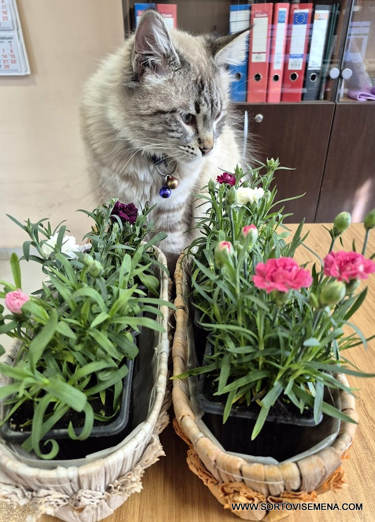 Комплект от 6 сорта ароматни многогодишни карамфила (Dianthus) в контейнери от sortovisemena.com.