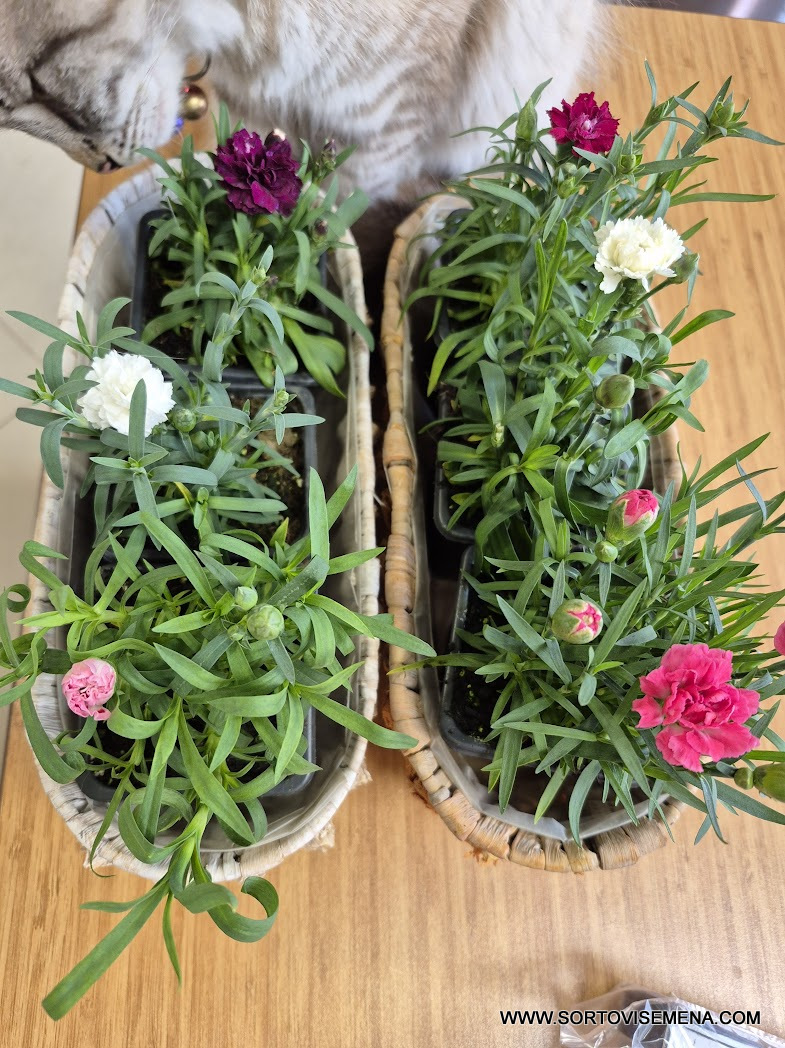 Комплект от 6 сорта ароматни многогодишни карамфила (Dianthus) в контейнери от sortovisemena.com.