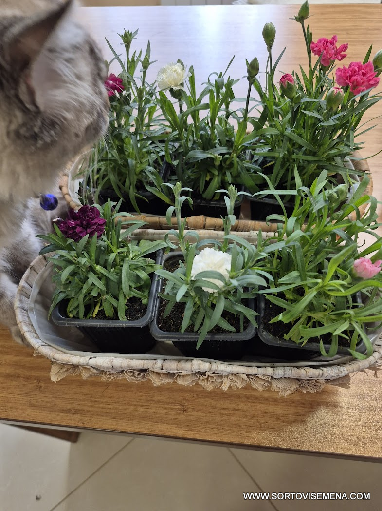 Комплект от 6 сорта ароматни многогодишни карамфила (Dianthus) в контейнери от sortovisemena.com.