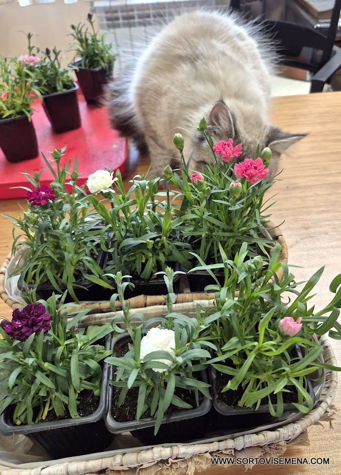 Комплект от 6 сорта ароматни многогодишни карамфила (Dianthus) в контейнери от sortovisemena.com.