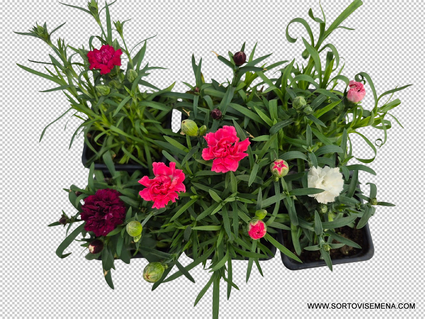 Комплект от 6 сорта ароматни многогодишни карамфила (Dianthus) в контейнери от sortovisemena.com.